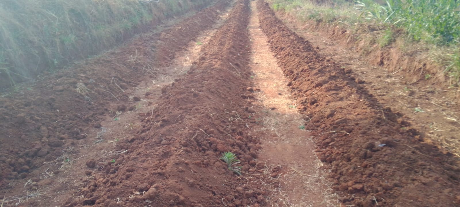 Farm View